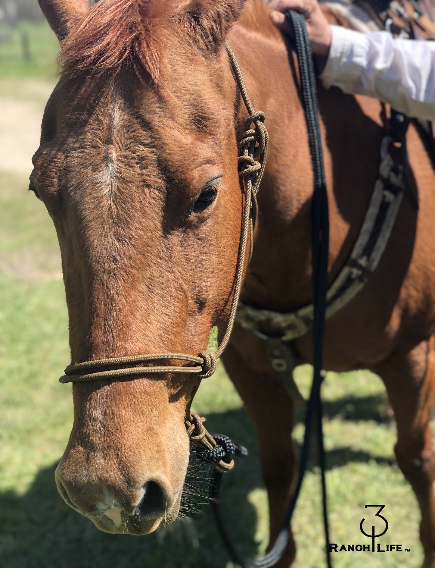 Halters & Lead Ropes