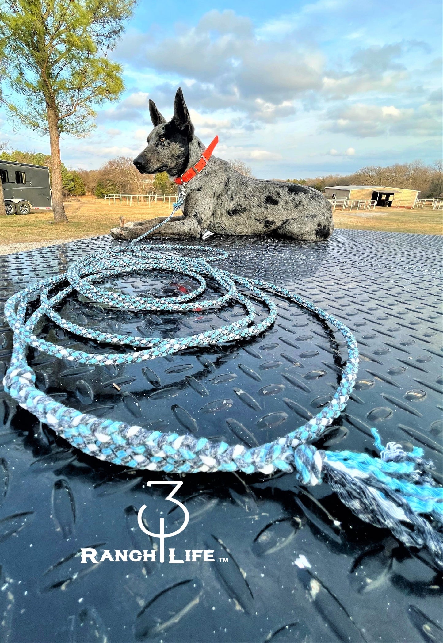 Dog Training Leash